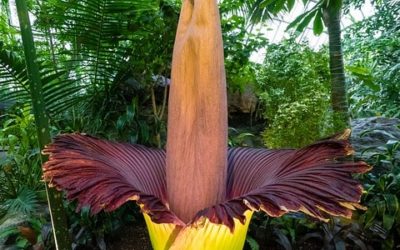 The Healthy Weight Loss Supplement You Need To Know About