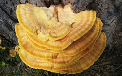 The King of Immortality- Introducing the Reishi