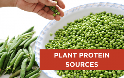 Plant Protein Sources